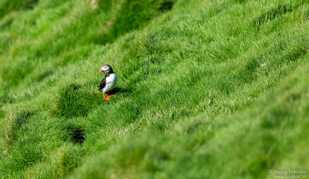 Macareux moineadulte, habitat, composition
