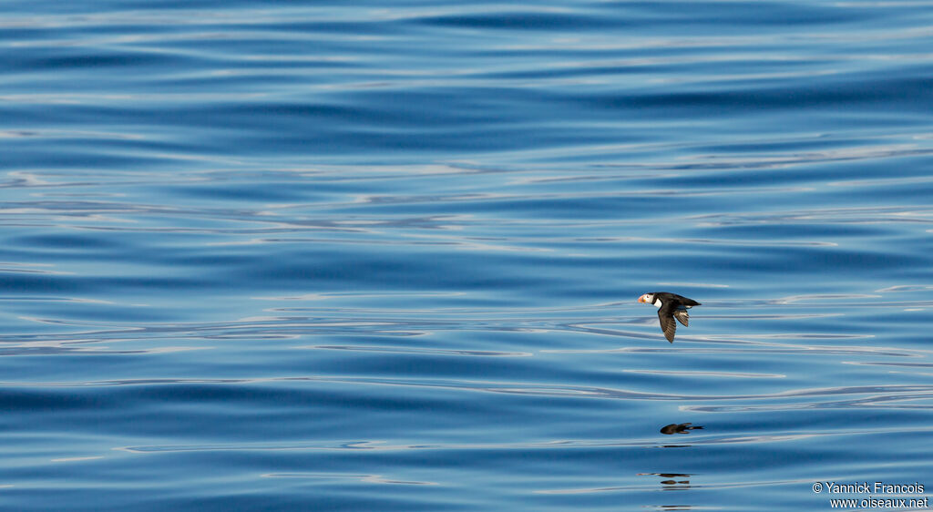 Atlantic Puffinadult, aspect, Flight