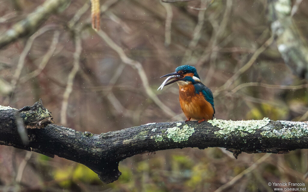 Martin-pêcheur d'Europe mâle adulte, habitat, composition, mange