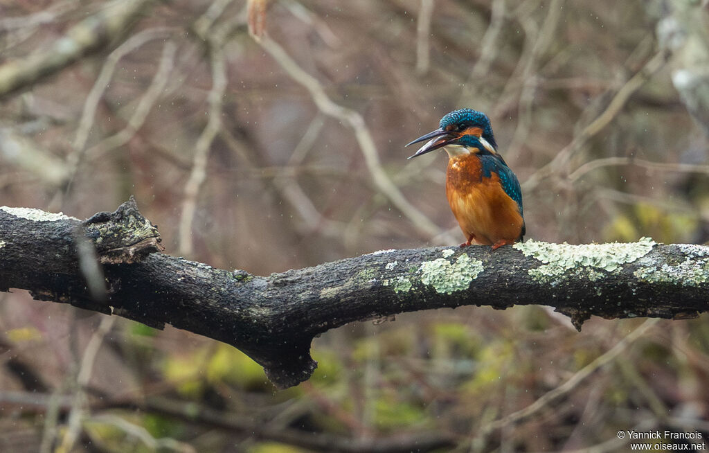 Martin-pêcheur d'Europe mâle adulte, habitat, mange