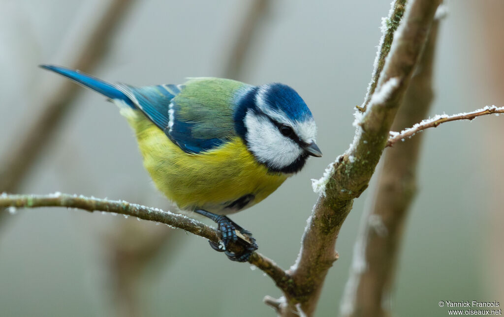Mésange bleueadulte, identification, composition