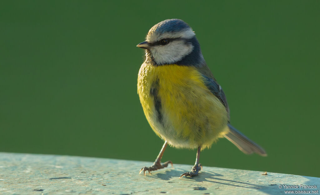 Mésange bleueadulte, identification, composition