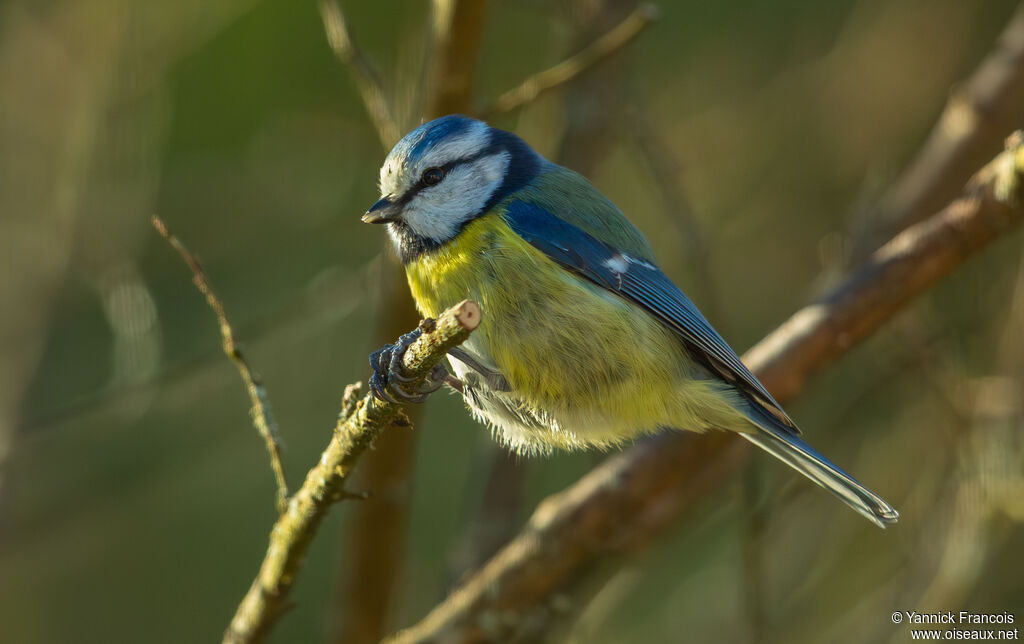 Mésange bleueadulte, identification, composition