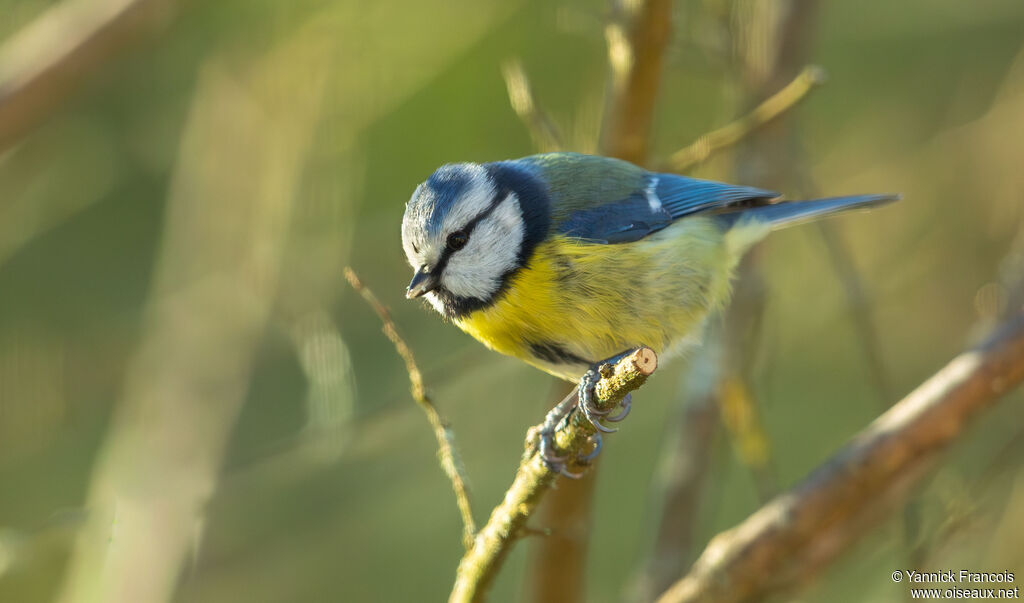 Mésange bleueadulte, identification, composition