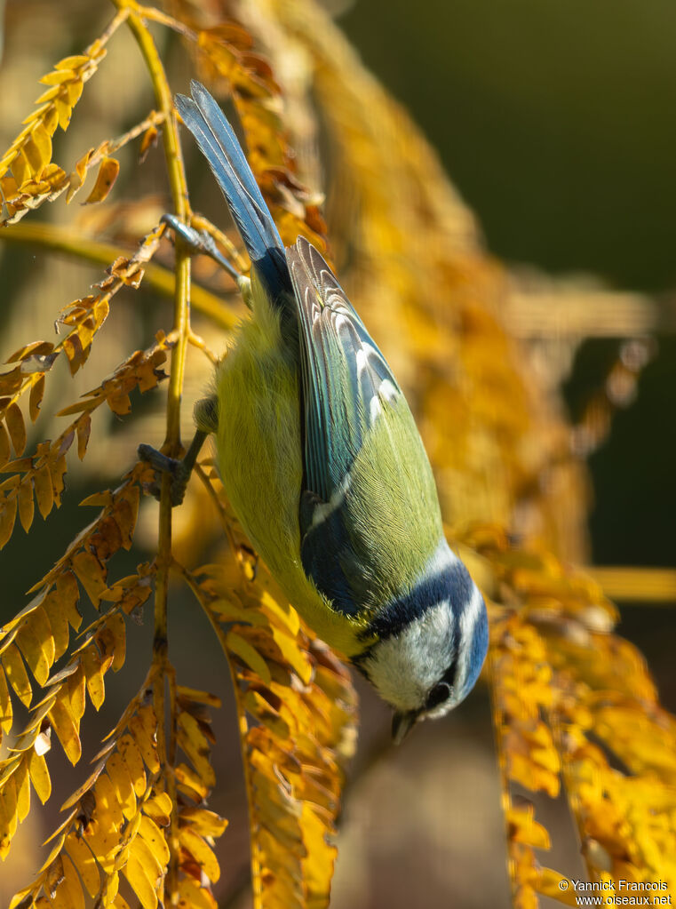 Mésange bleueadulte, identification, composition, mange