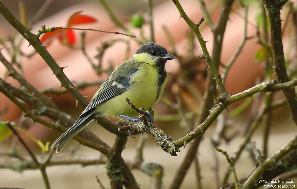 Great Tit, identification, aspect