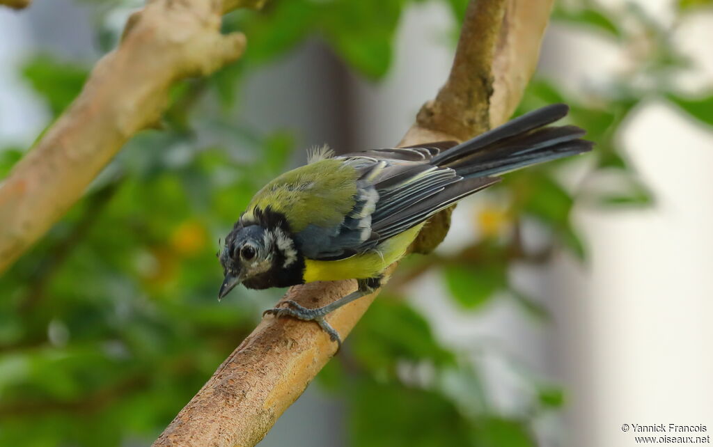 Mésange charbonnièreimmature, identification, composition