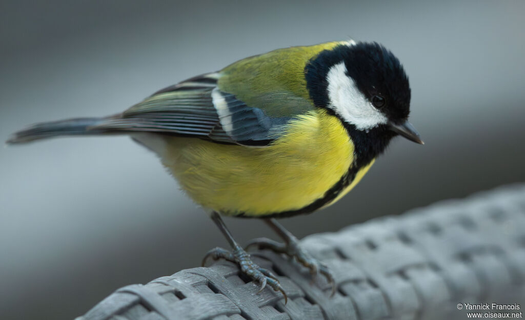 Mésange charbonnièreadulte, identification, composition