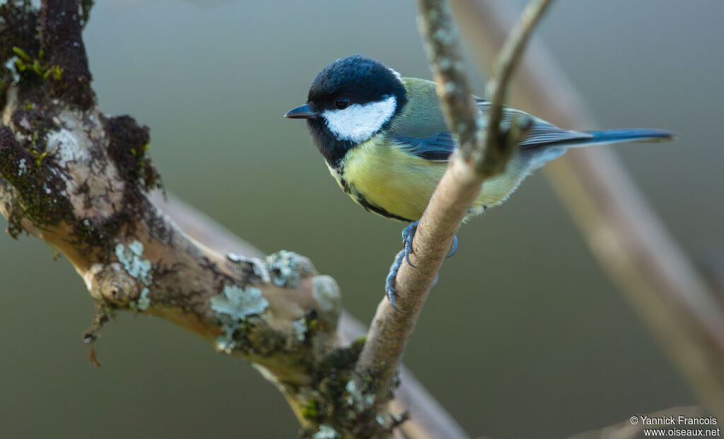 Mésange charbonnièreadulte, identification, composition