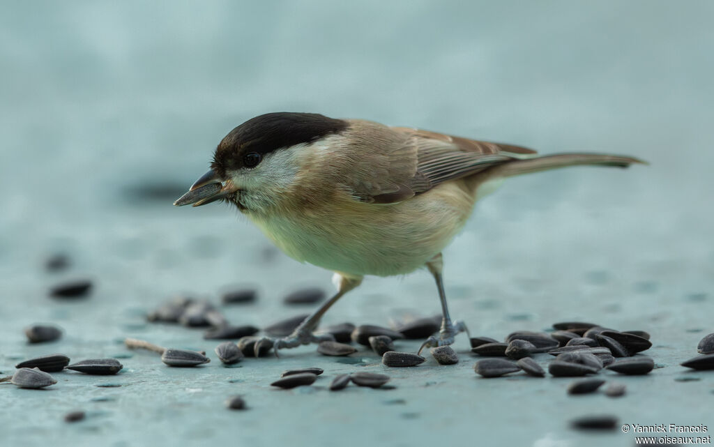 Mésange nonnetteadulte, identification, composition, mange