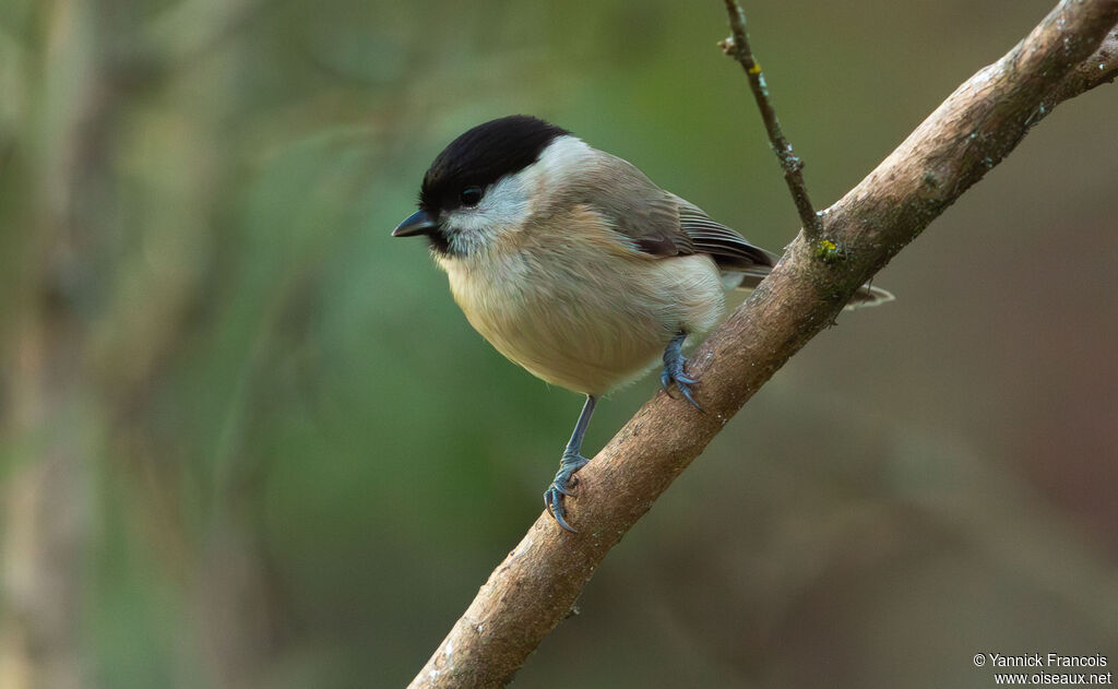 Mésange nonnetteadulte, identification, composition
