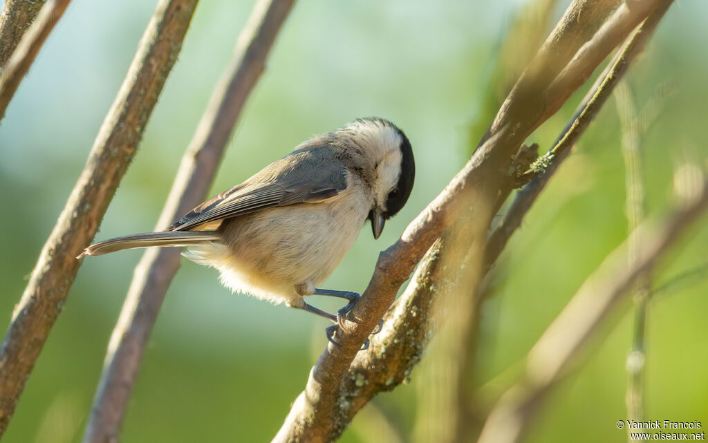 Mésange nonnetteadulte, identification, composition, mange