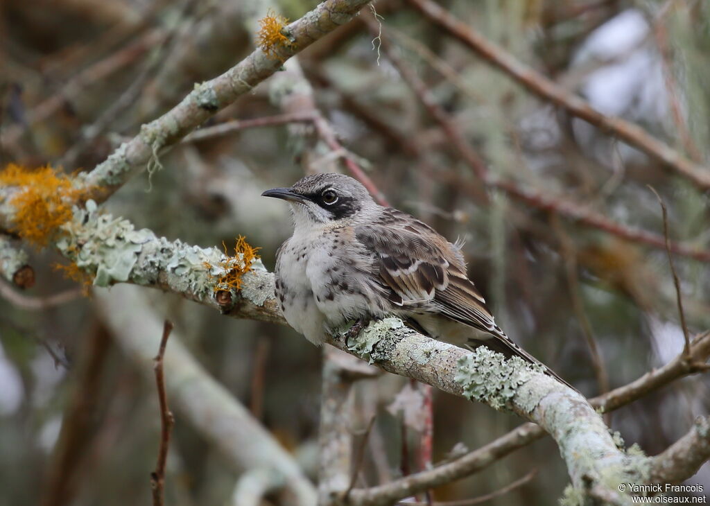 San Cristobal Mockingbirdadult, habitat, aspect