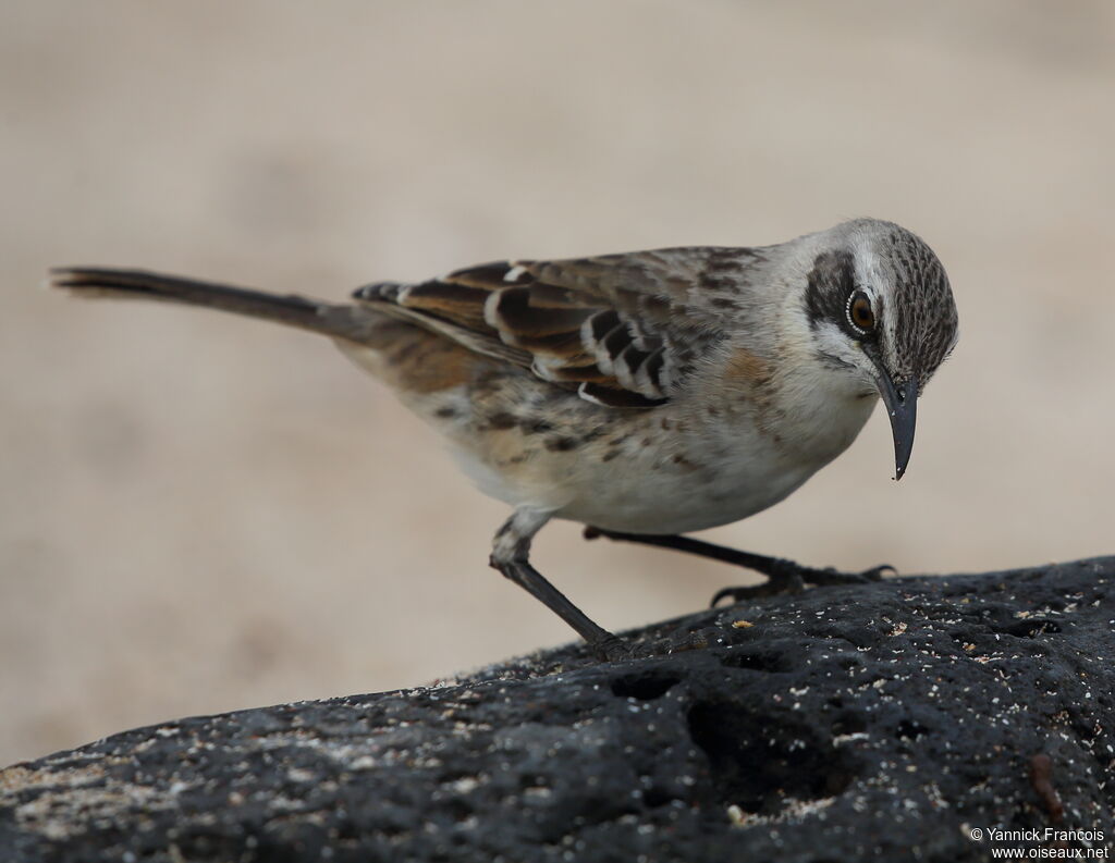 Moqueur de San Cristobaladulte, identification, composition
