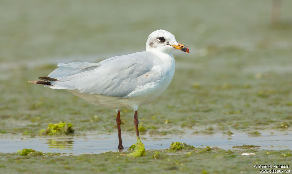 Mediterranean Gulladult post breeding, identification, aspect