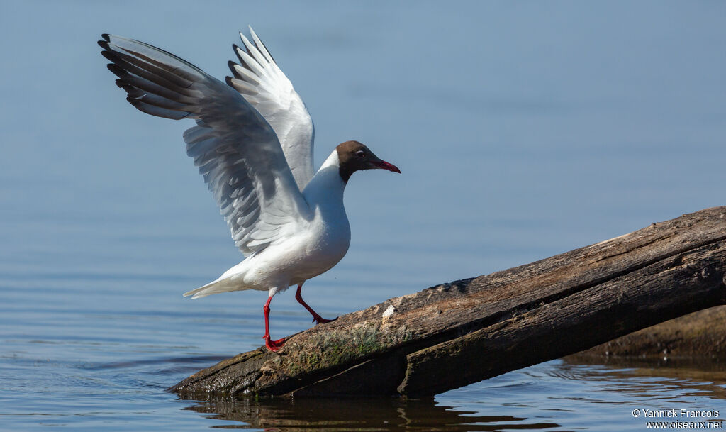 Black-headed Gulladult breeding, identification, aspect