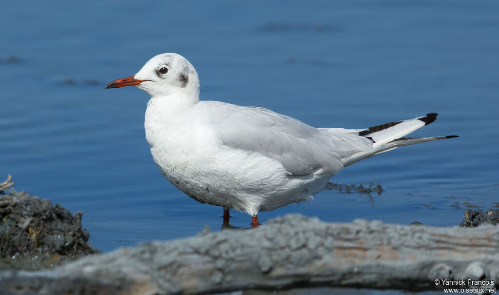 Black-headed Gulladult post breeding, identification, aspect