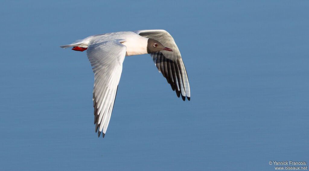 Mouette rieuseadulte nuptial, composition, Vol