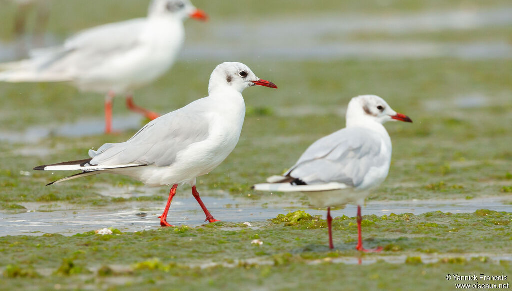 Black-headed Gulladult post breeding, identification, aspect