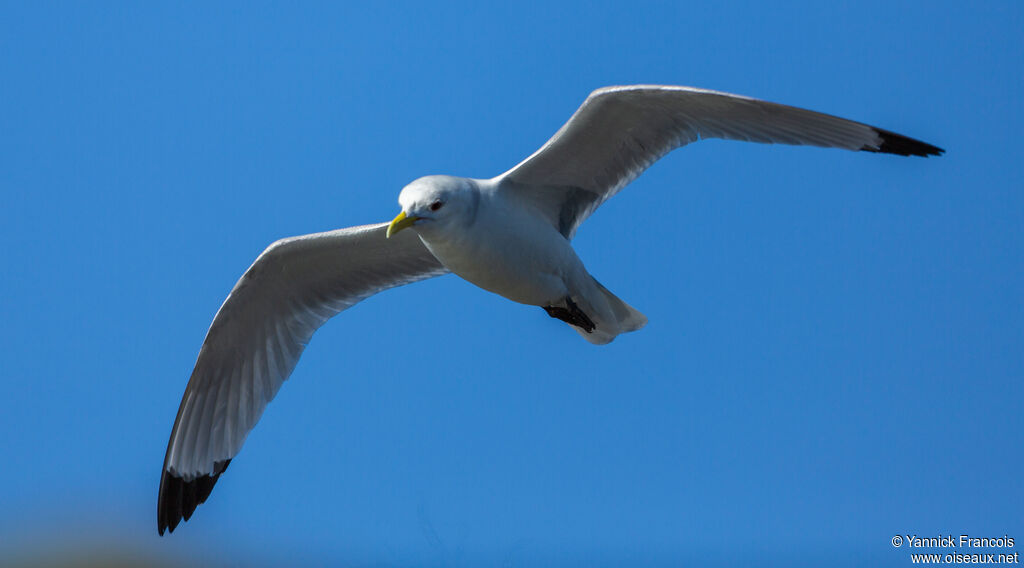 Black-legged Kittiwakeadult post breeding, aspect, Flight