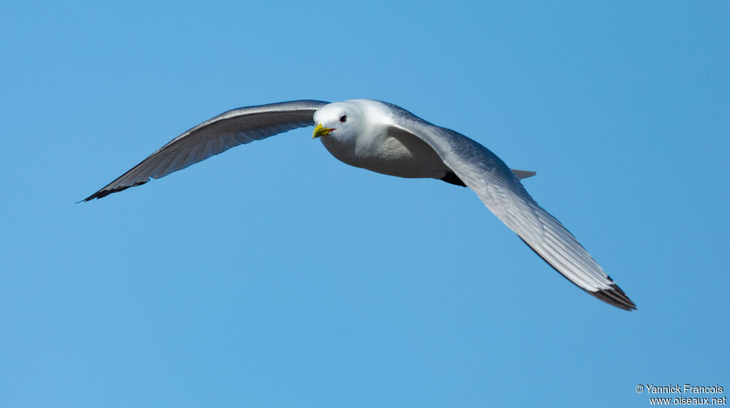 Black-legged Kittiwakeadult breeding, aspect, Flight