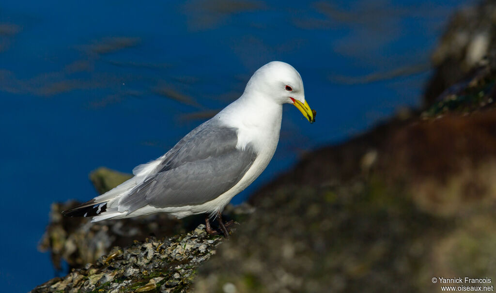 Black-legged Kittiwakeadult breeding, identification, aspect, eats