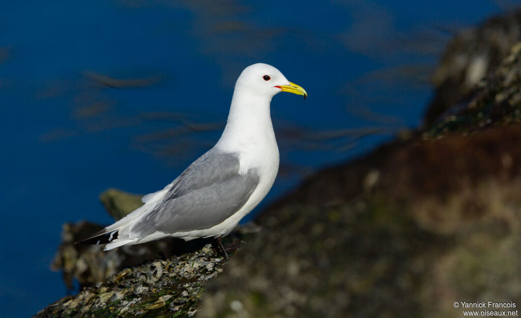 Black-legged Kittiwakeadult breeding, identification, aspect, eats
