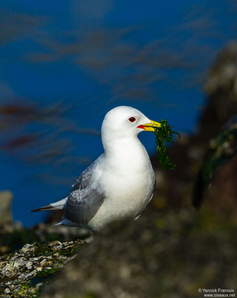 Black-legged Kittiwakeadult breeding, identification, aspect, eats
