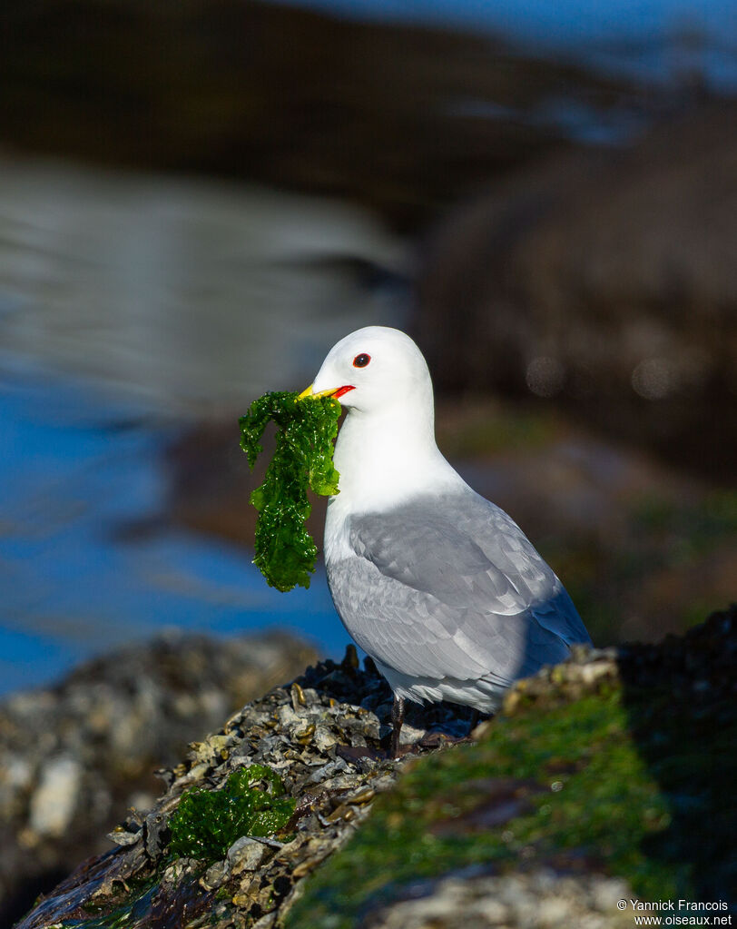 Black-legged Kittiwakeadult breeding, identification, aspect, eats