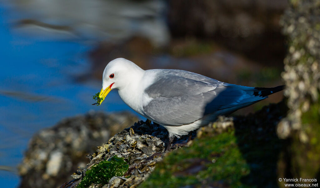 Black-legged Kittiwakeadult breeding, identification, aspect, eats
