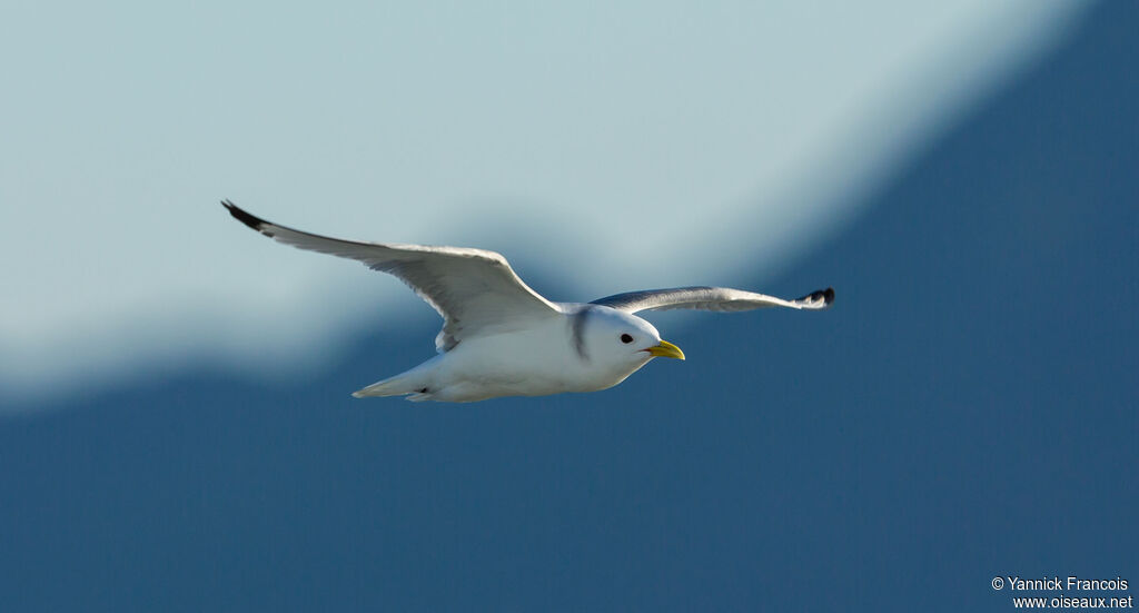 Black-legged Kittiwakeadult post breeding, aspect, Flight