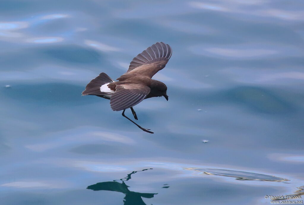 Océanite d'Elliotadulte, composition, Vol, pêche/chasse