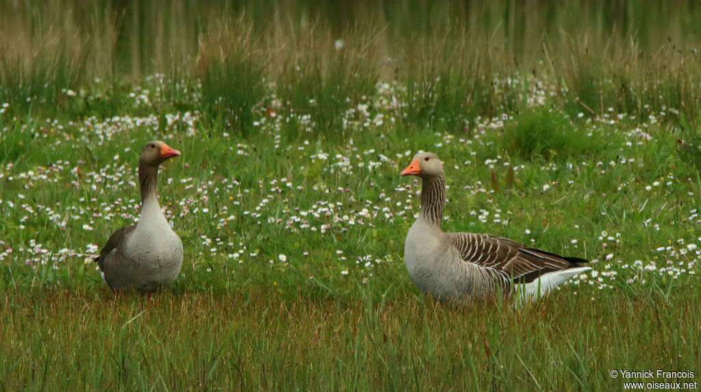 Greylag Gooseadult, habitat, aspect