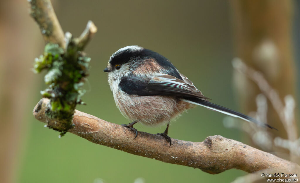Orite à longue queue - Mésange à longue queue<br />adulte, identification, composition