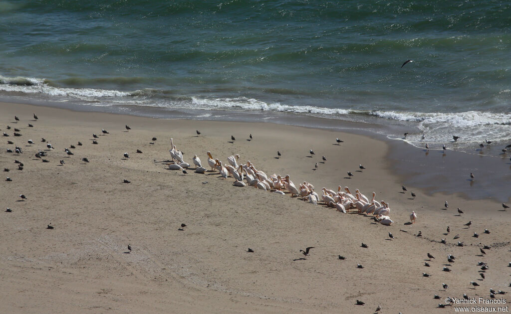 Great White Pelicanadult, habitat, aspect