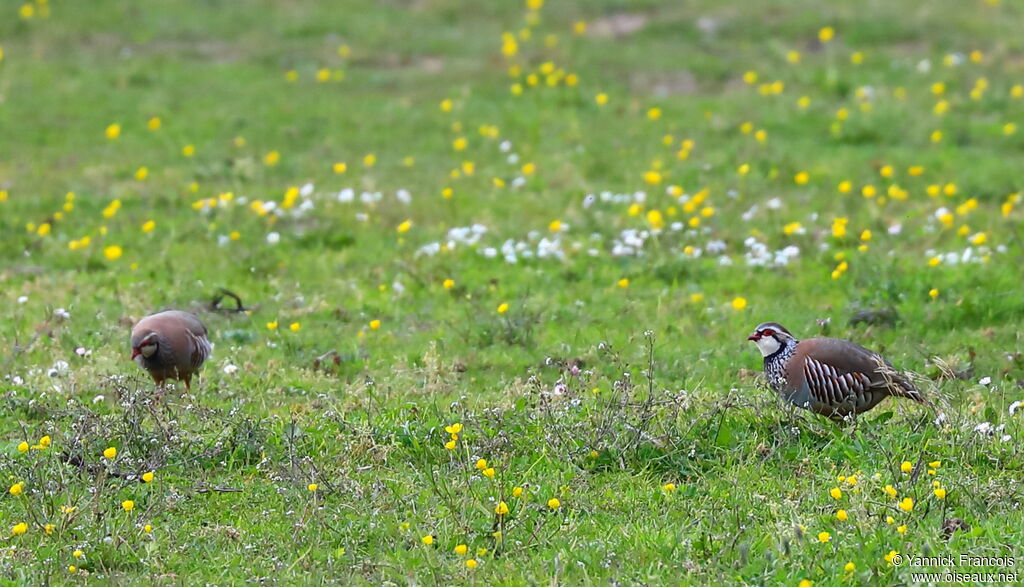 Red-legged Partridgeadult, habitat, aspect