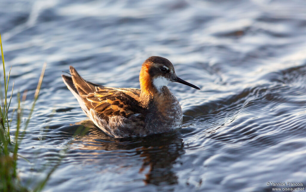 Phalarope à bec étroit mâle adulte nuptial, identification, composition