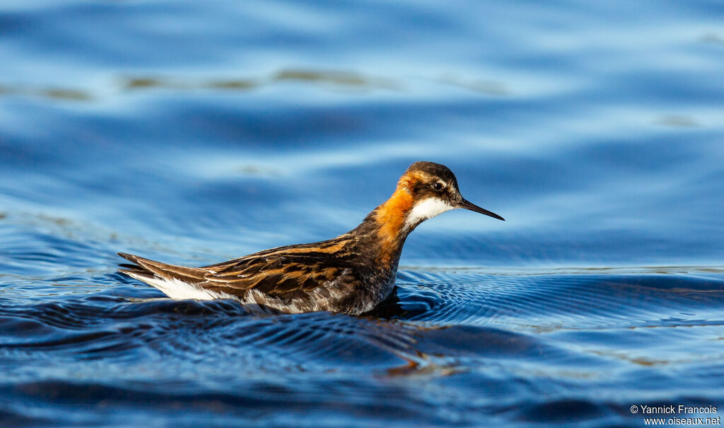 Phalarope à bec étroit mâle adulte nuptial, identification