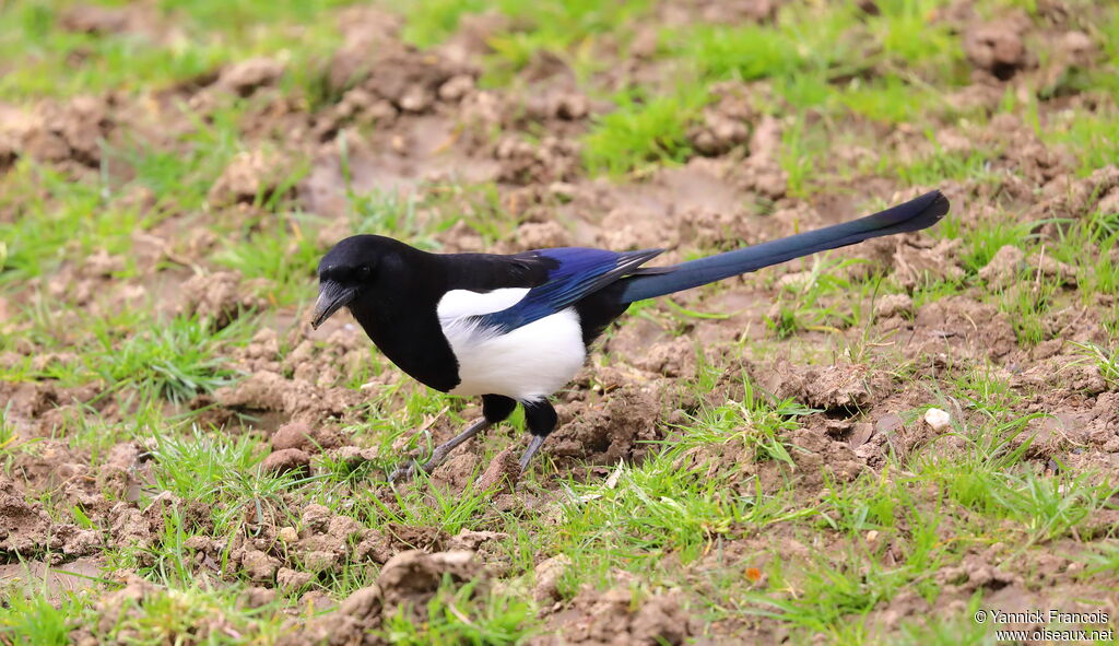 Pie bavardeadulte, identification, composition, mange
