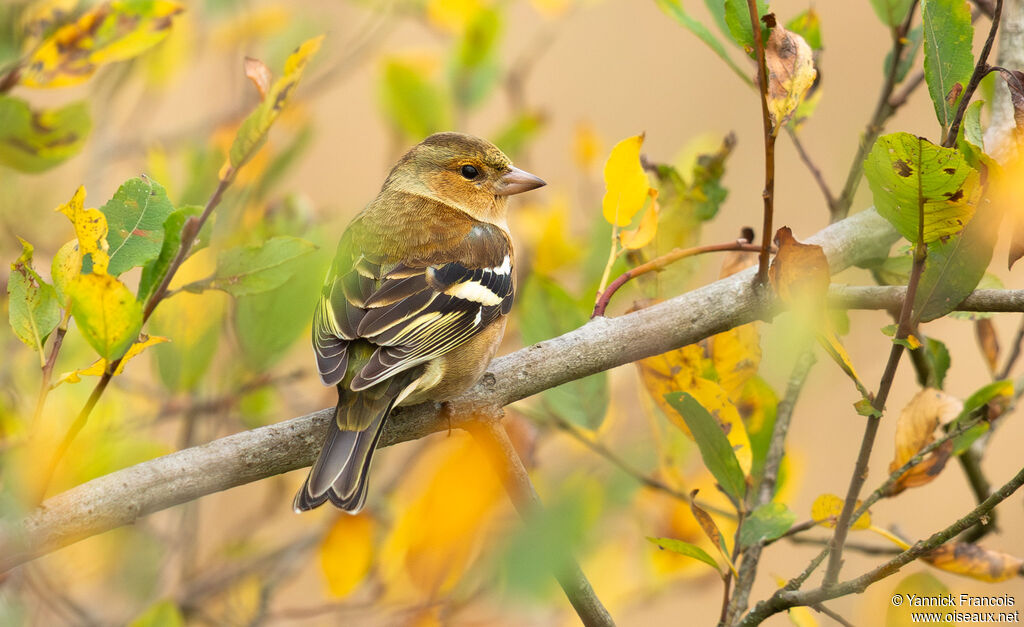 Pinson des arbres mâle, identification, composition