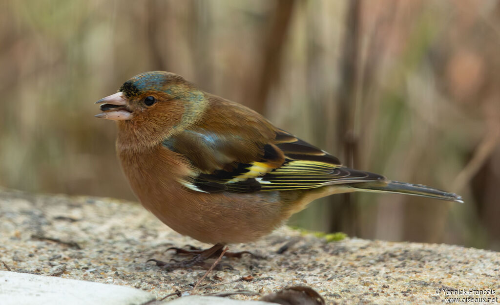 Pinson des arbres mâle adulte, identification, composition, mange