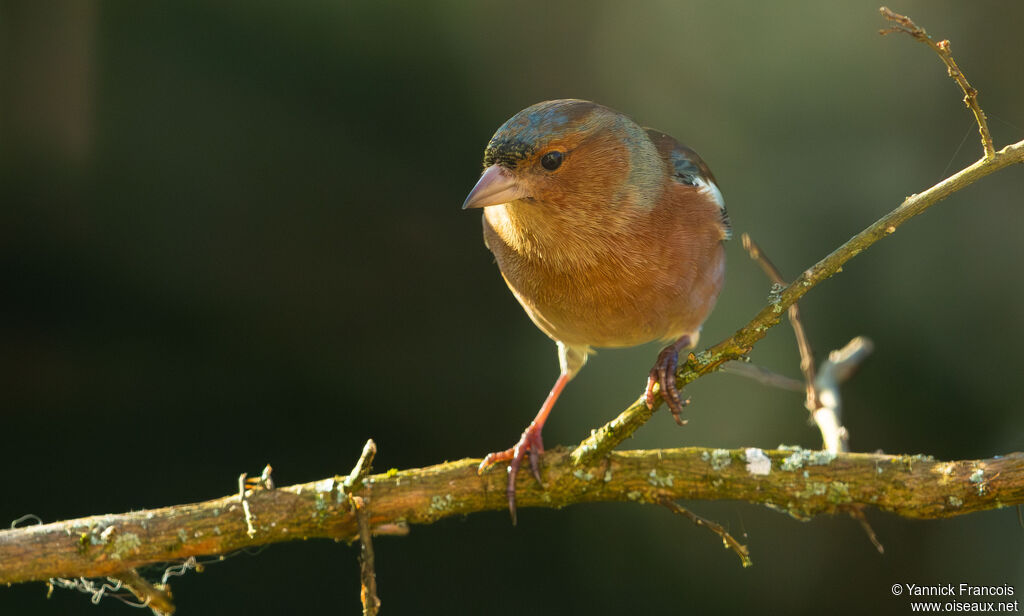 Pinson des arbres mâle adulte, identification, composition