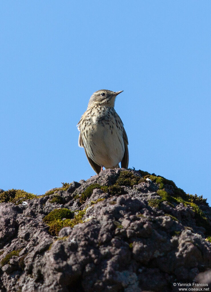 Meadow Pipitadult, habitat, aspect