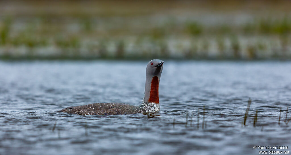 Red-throated Loonadult breeding, identification, aspect