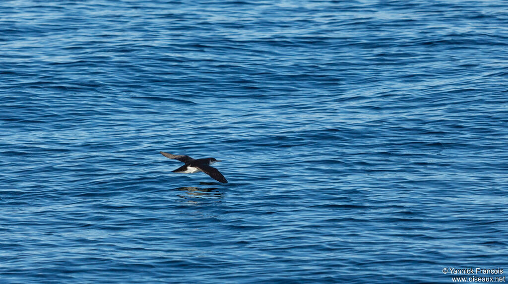 Manx Shearwateradult, aspect, Flight