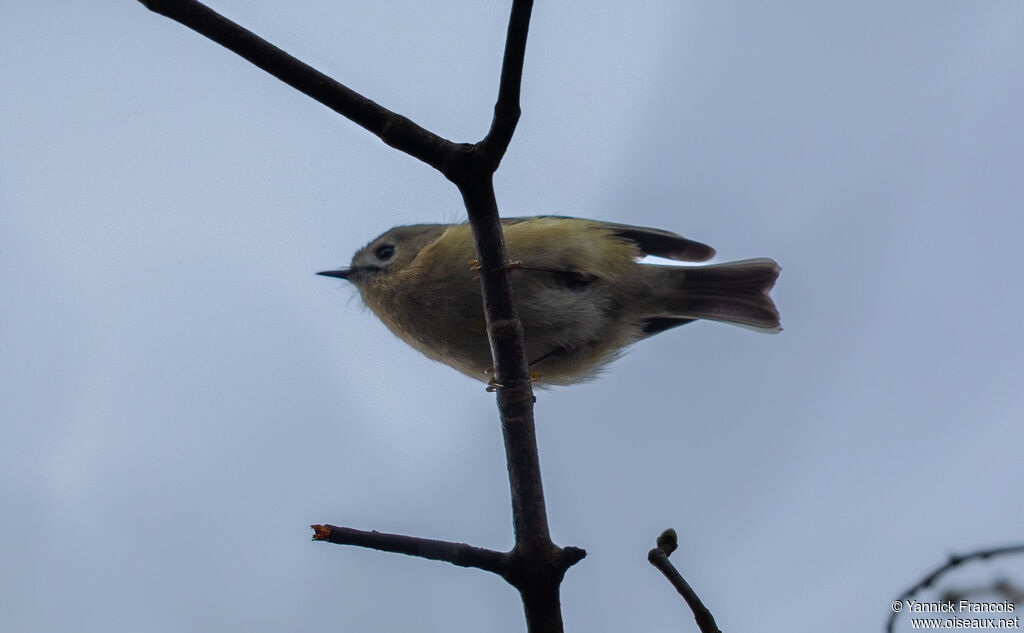 Roitelet huppéadulte, habitat