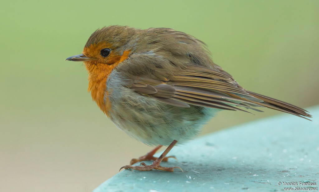 Rougegorge familieradulte, identification, composition