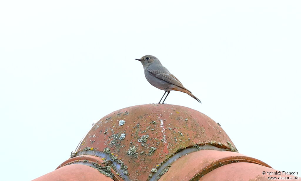 Black Redstart female adult, identification, aspect