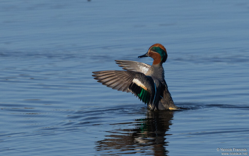 Sarcelle d'hiver mâle adulte, identification, composition