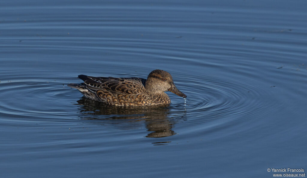 Sarcelle d'hiver femelle adulte, identification, composition